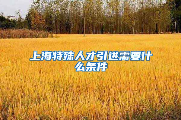 上海特殊人才引进需要什么条件