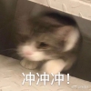 公司怎么申报入深户