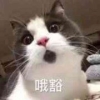 出国留学社保卡怎么办理